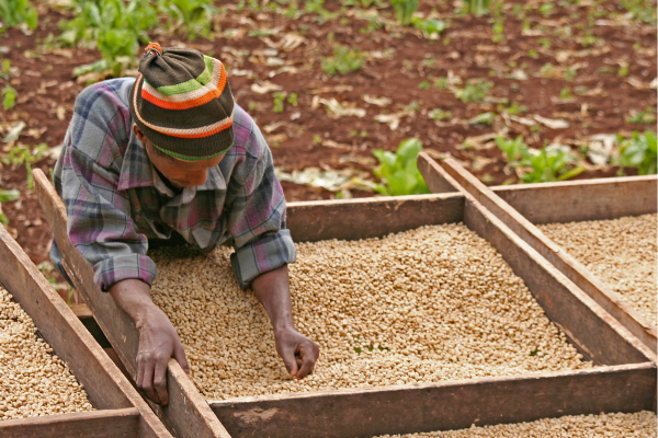 Moshi_Tanzania_Koffieplantage