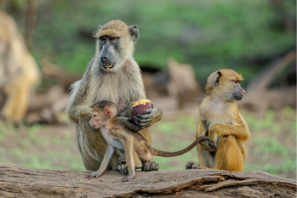 “Speelse aapjes in Afrika die het safari-landschap tot leven brengen.”
