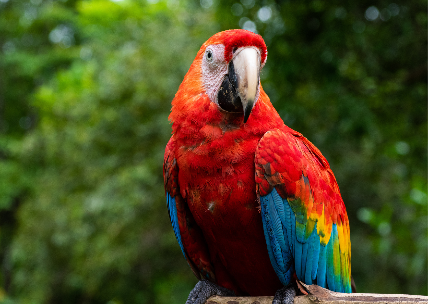 Tropische vogels in de Amazone van Ecuador, zittend in het dichte regenwoud met kleurrijke veren en weelderige jungle op de achtergrond.