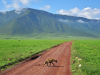 Ngorongoro Crater_Hyena op de weg