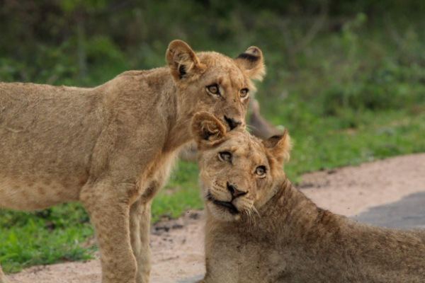 “Indrukwekkend safari-moment met twee Afrikaanse leeuwen tijdens een game drive in Zuid-Afrika.”