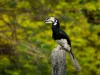 16-daagse rondreis Maleisië met Taman Negara en Pangkor Zwart-witte neushoornvogel op een paal met een groene achtergrond