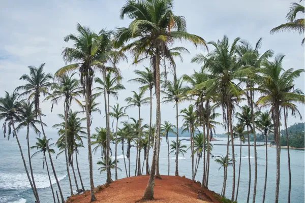 Coconut Tree Hill met palmbomen aan de kust van Mirissa in Sri Lanka