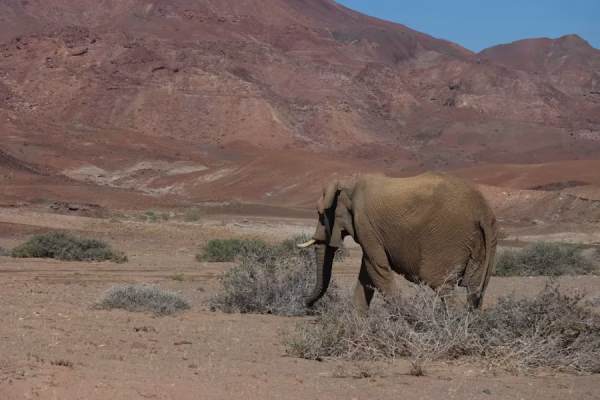 Damaraland - “Unieke woestijnolifanten in droge rivierbedding – safarihoogtepunt Namibië.”