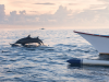 Dolfijnen zwemmend vlak voor traditionele vissersboot in Lovina Bali