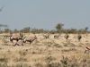 Aus - Gemsbokken op de open vlakte Aus – woestijnsfeer Namibië.”
