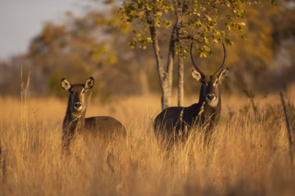 Ochtend gamedrive Dinokeng Game Reserve