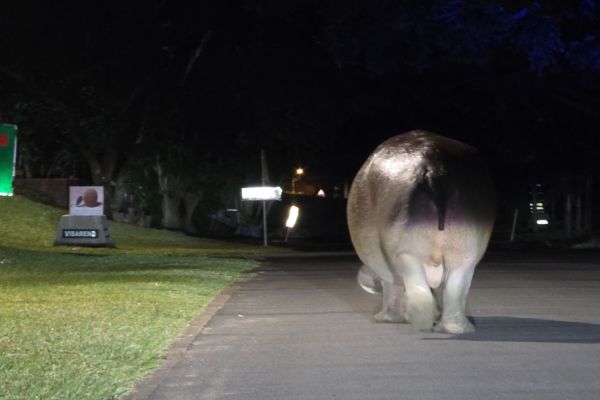 Hippo in straat St. Lucia
