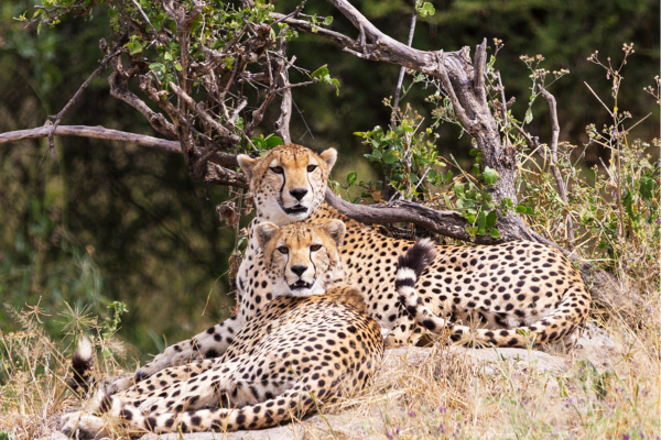 Tarangire wildlife luipaard Tanzania