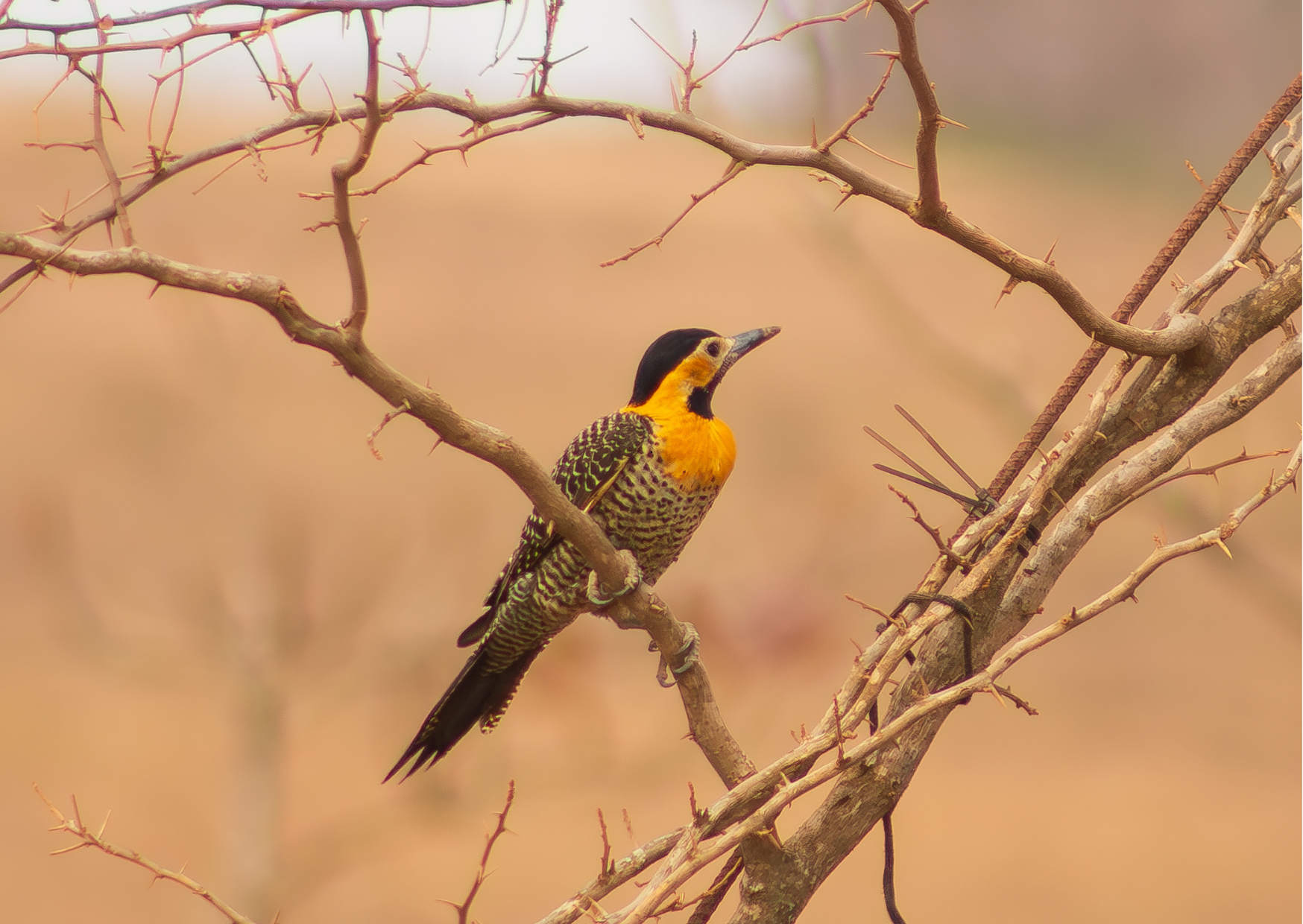 Namibie_Flicker vogel op een tak