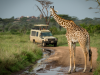 Algemeen Gamedrive met op zandweg een giraffe
