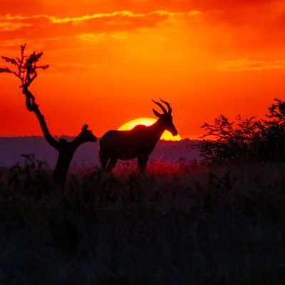 Etosha - “Gouden uur boven de savanne in Oost-Etosha – safarihoogtepunt Namibië.”