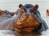 “Nijlpaard in de Okavango Delta in Botswana, rustend in het water van het uitgestrekte en waterrijke deltalandschap.”