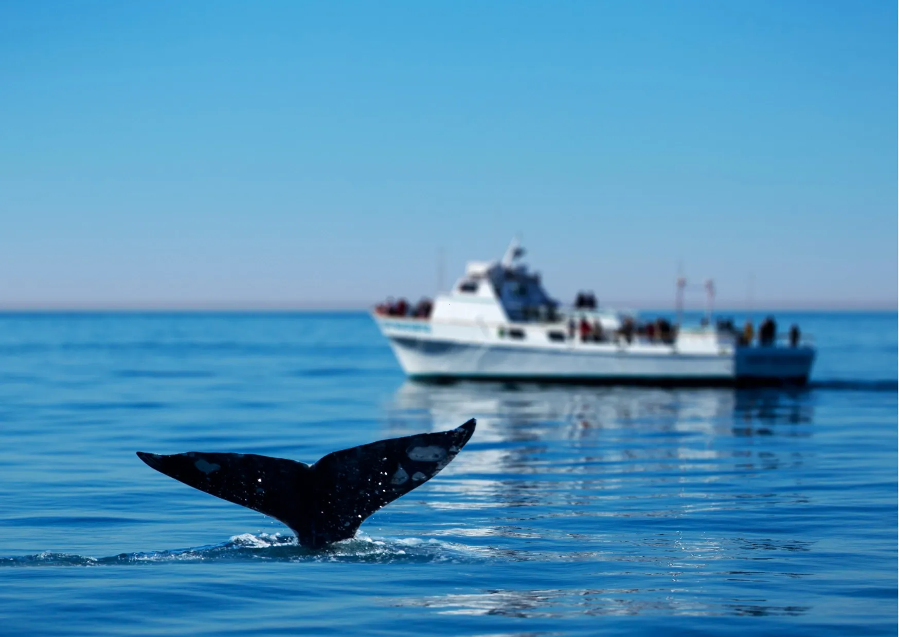 Walvisstaart en whale-watching boot voor de kust van Mirissa in Sri Lanka