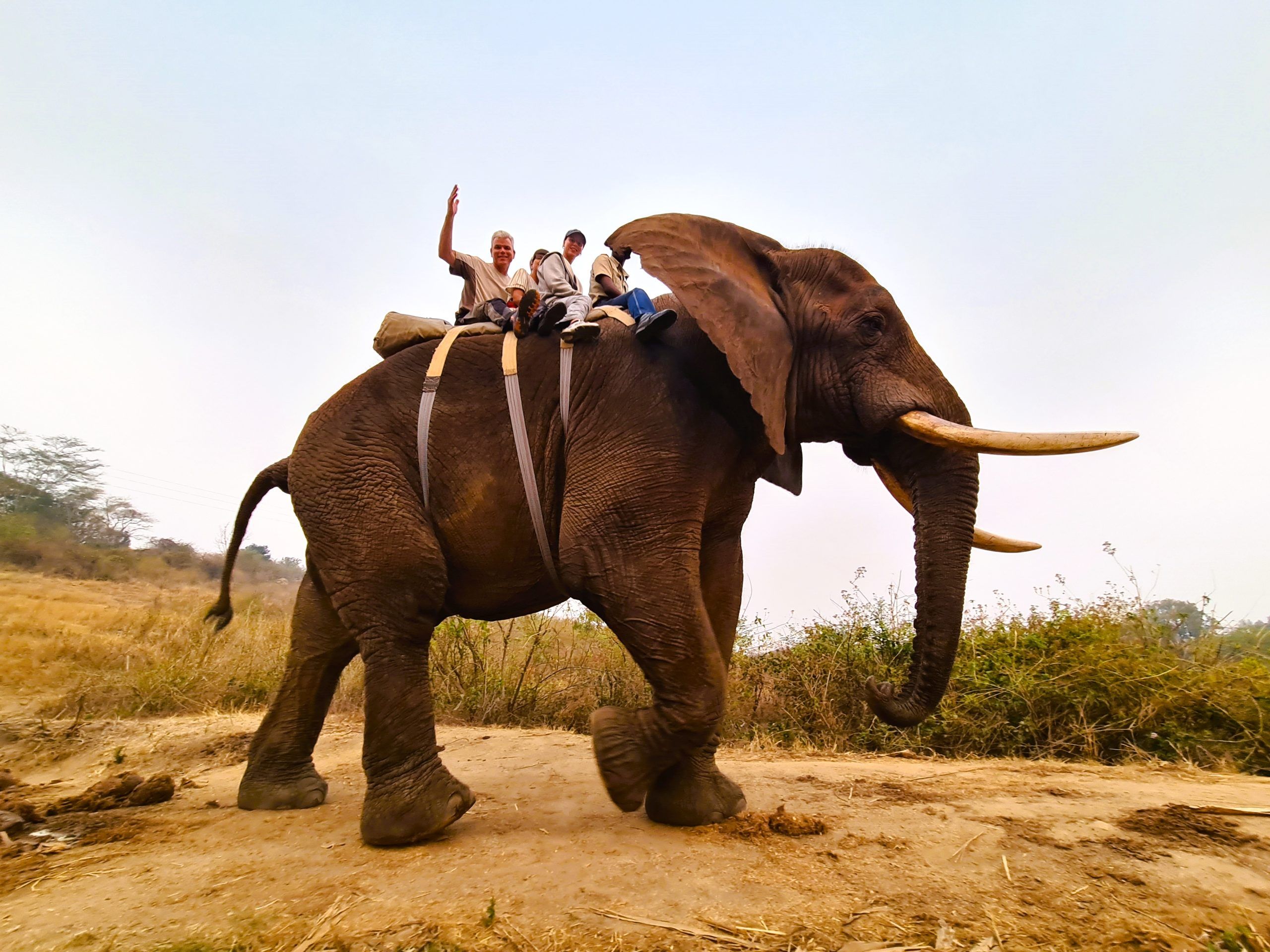 “Elephant Whispers in Hazyview – educatieve ontmoeting met getrainde olifanten”