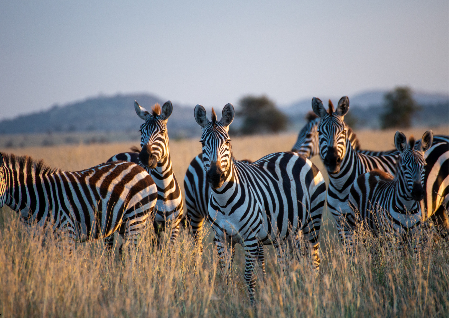 Addo National Park - Groep zebra s