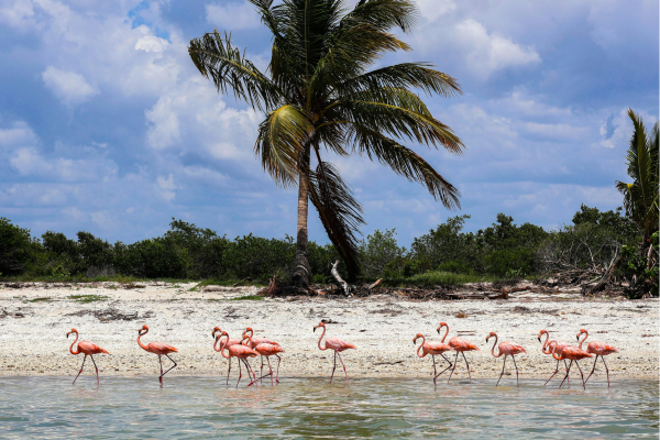 Celestun_Flamingo's op het strand