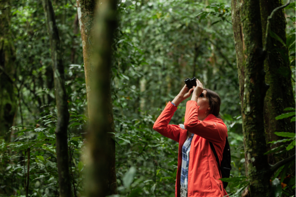 Chimpansee trekking in Oeganda, waar gidsen je door het weelderige regenwoud leiden en je de apen van dichtbij kunt observeren.