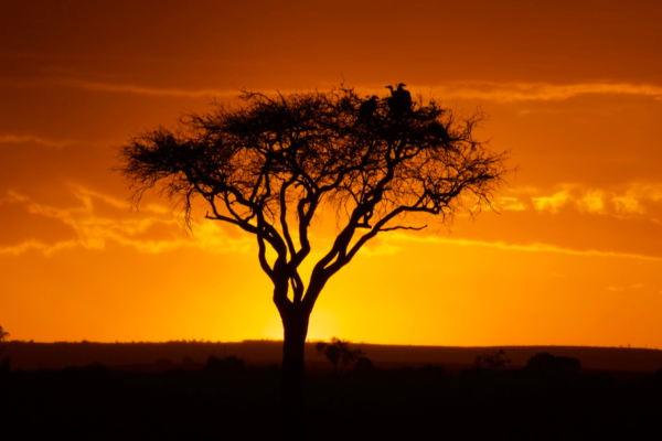 Prachtige zonsondergang in de Masai Mara met gouden licht over het landschap
