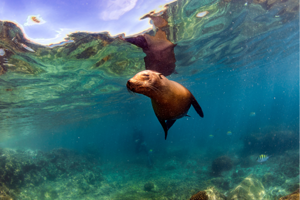 Zeeleeuwen tijdens het snorkelen rond Santa Cruz op de Galápagoseilanden, speels zwemmend tussen de snorkelaars.