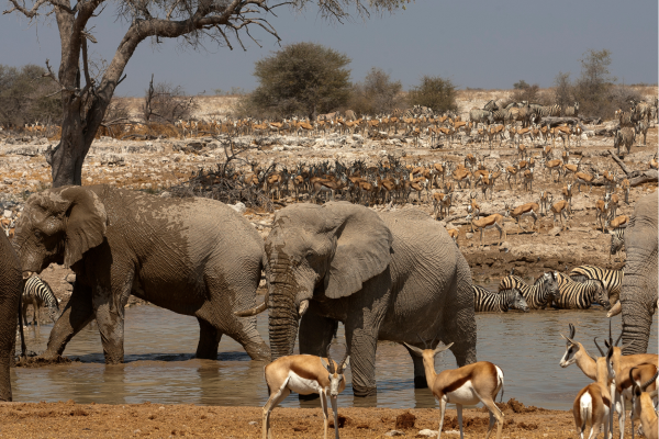 Etosha National Park_okaukuejo_Namibie