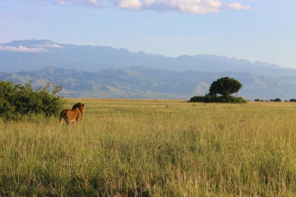 Leeuw-in-Kasenyi-Game-drive