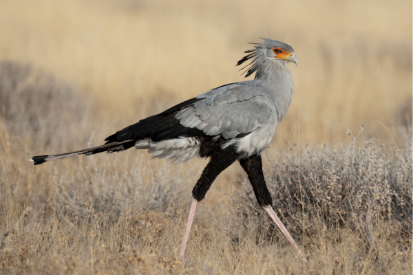 Secretary Bird_Namibie_Etosha