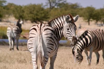Quadrijden in woestijnduinen Swakopmund Namibie