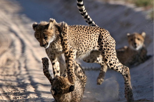 Kalahari Mariental_Namibie_Cheetah spelen in zand