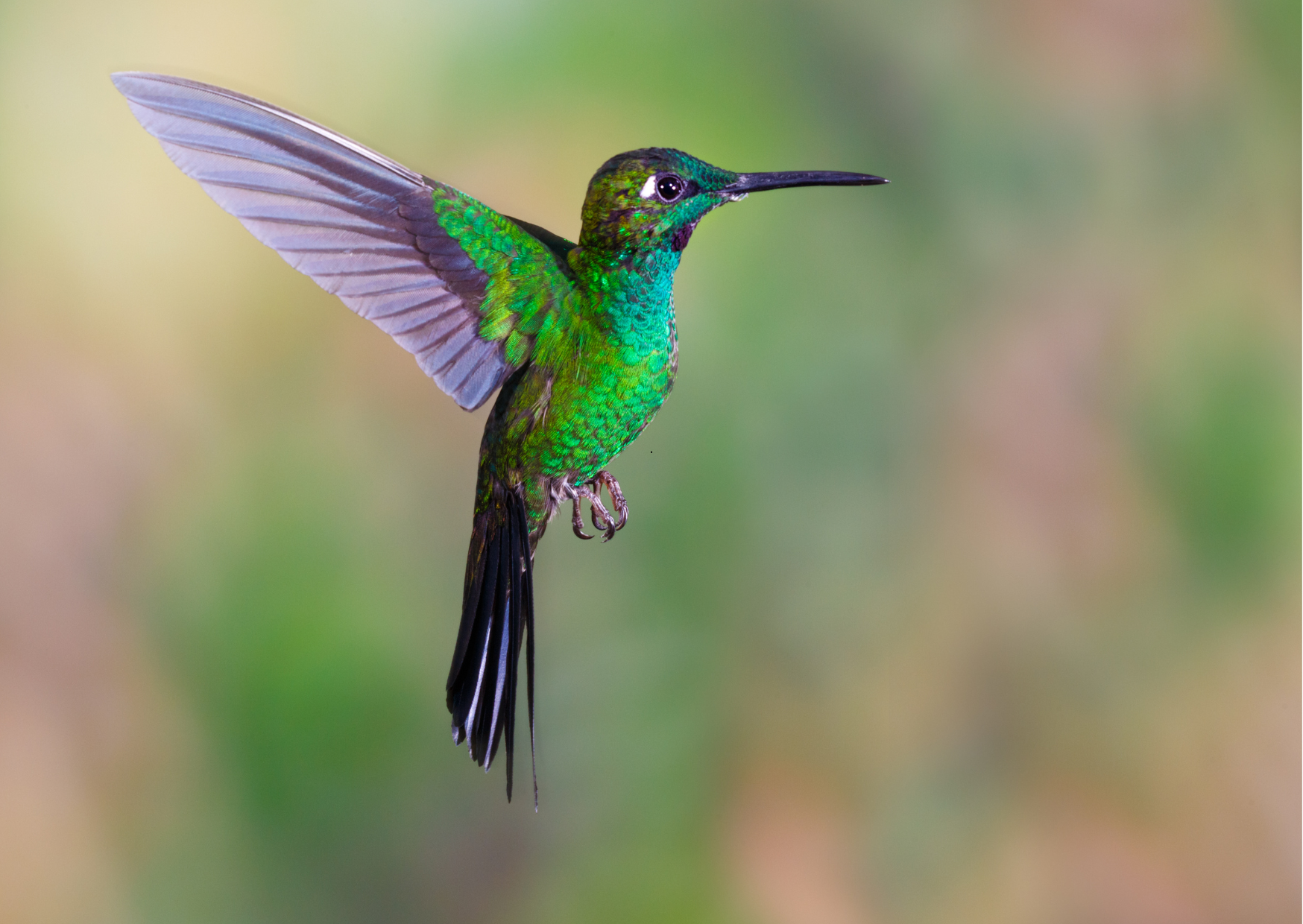 Kleurrijke kolibrie in het nevelwoud van Ecuador, zittend op een bloem te midden van tropische vegetatie.