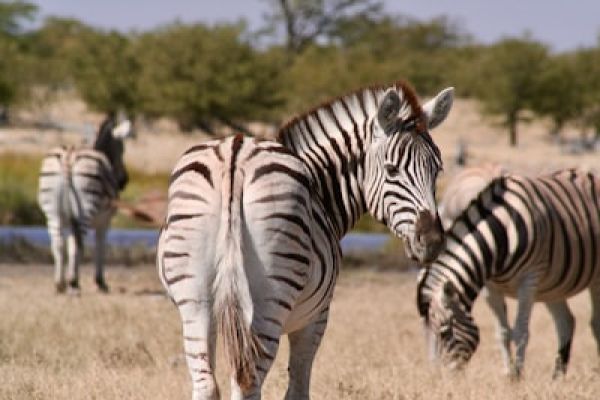 “Groep zebra’s in het open landschap van Etosha National Park, een typisch wildlife-moment tijdens een selfdrive door Namibië.”