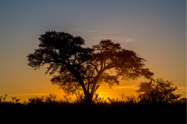 Kalahari woestijn bij zonsondergang