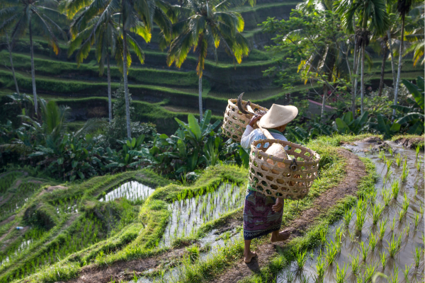 Rijstvelden en dorpjes langs de route van Sanur naar Padang Bai