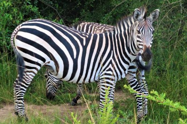 Zebra in het open savannelandschap van Lake Mburo National Park, een prachtige plek om wildlife van dichtbij te spotten.