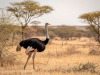 Tanzania_Struisvogel