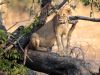 Dinokeng_Vrouwelijke leeuw in boom_Zuid-Afrika_Safari