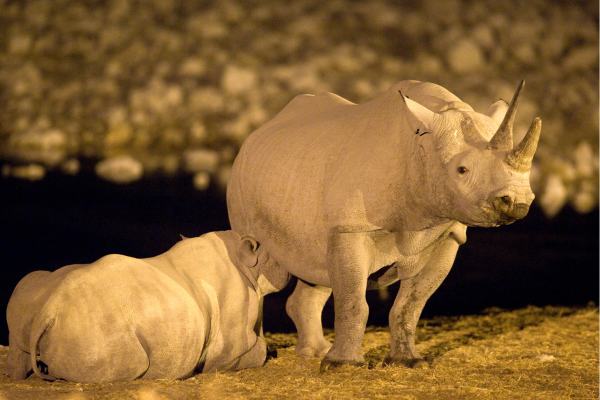 Okaukuejo_Waterhole met Neushoorns