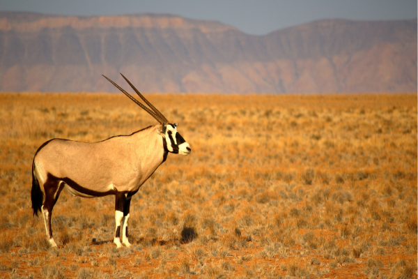 Sossusvlei_Oryx bij zonsopgang_Namibie