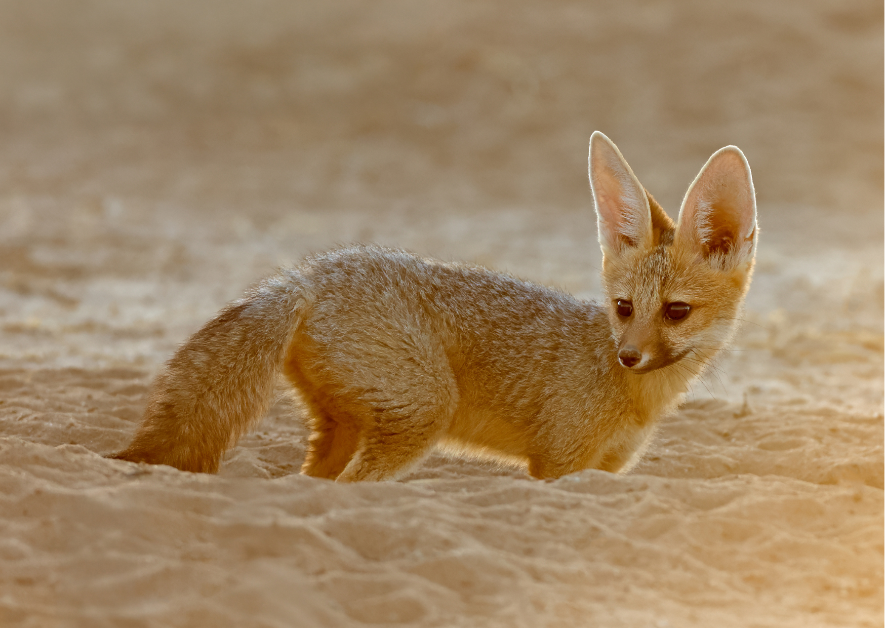 Algemeen_Vosje_Mariental Kalahari_Namibie