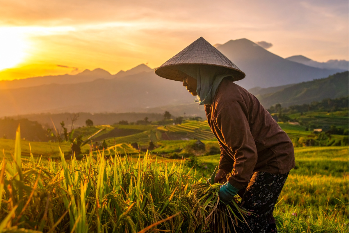 Bali_vrouw aan het werk op rijstveld plantage in Bali