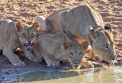 “Troep leeuwen rustend bij een waterhole – safari Etosha National Park.”