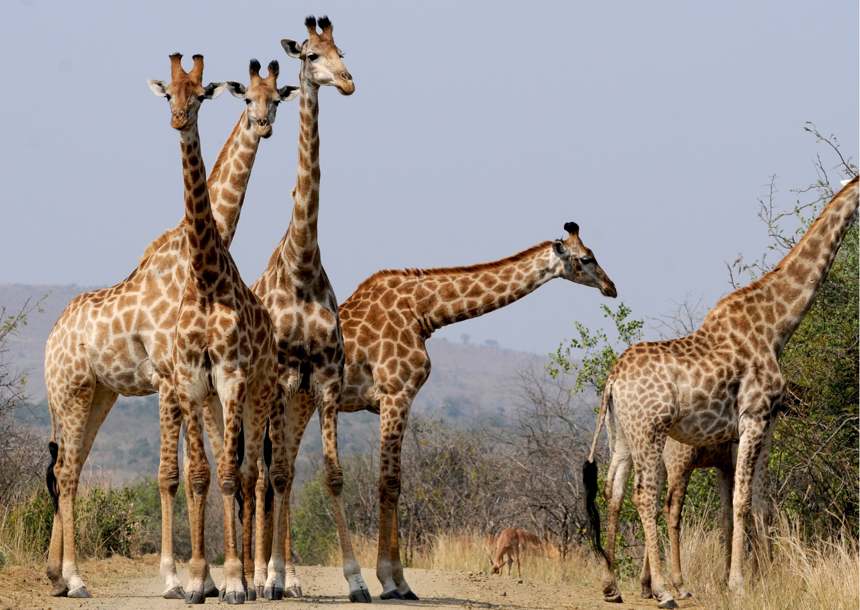 Hluhluwe_Giraffen in groep