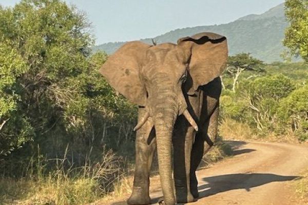 Hluhluwe_Safari-jeep bij zonsondergang in Hluhluwe-iMfolozi Park met olifanten in de verte