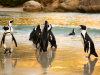 Kaapstad_Puiguins bij Bouders Beacht_Zuid Afrika