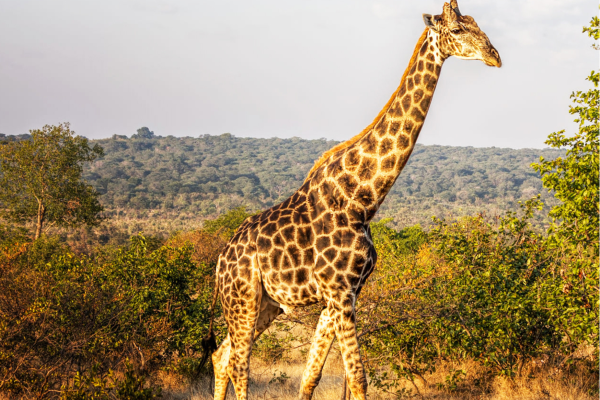 Leeuwen in de ochtend bij Pilanesberg Zuid-Afrika rondreis