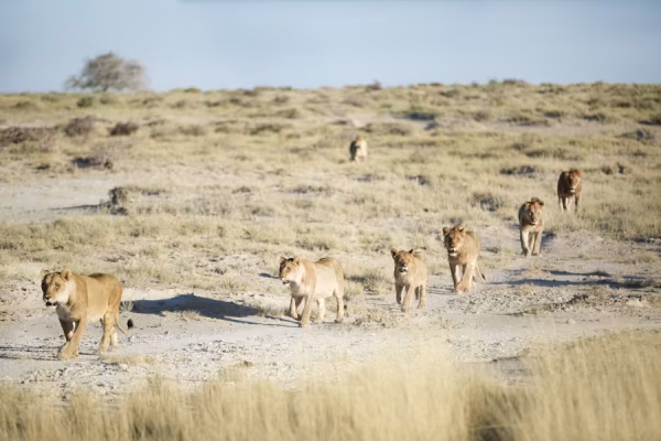 Etosha - “Panorama van de Etosha zoutpan – buitenaards landschap tijdens rondreis Namibië.” kopie