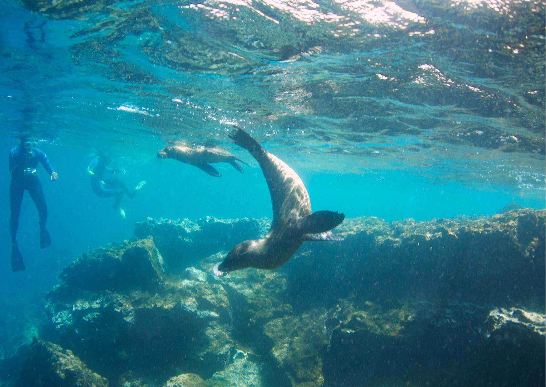 Snorkelen tussen speelse zeeleeuwen in helder water rond de Galápagos, een unieke wildlife-ervaring dicht bij de kust.