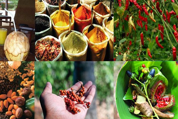 Spice tour op Zanzibar met gids die verse kruiden laat zien