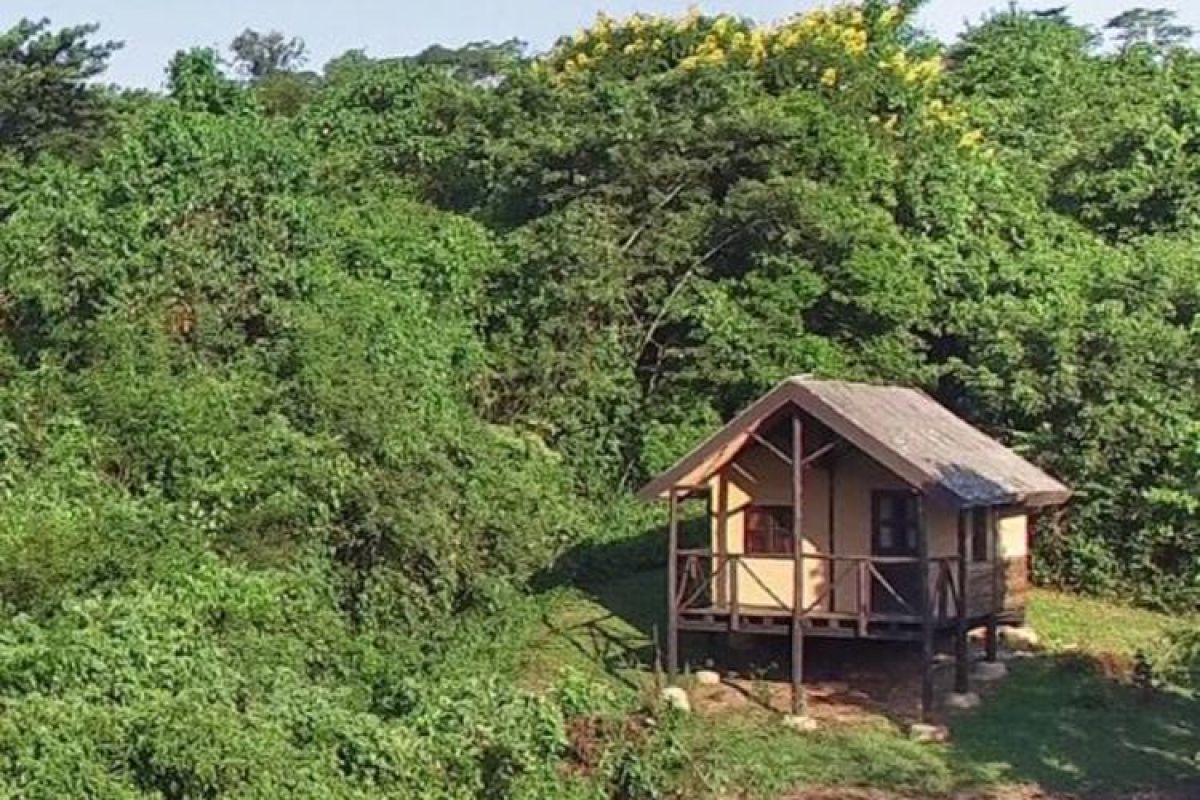Turaco Treetops Lodge gelegen tussen de boomtoppen van Kibale Forest National Park.