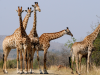 Hluhluwe_Giraffen in groep